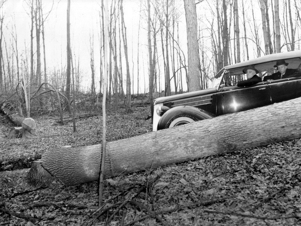 FDR Surveying a Fallen Tree A car full of men in the forest are parked next to a fallen tree