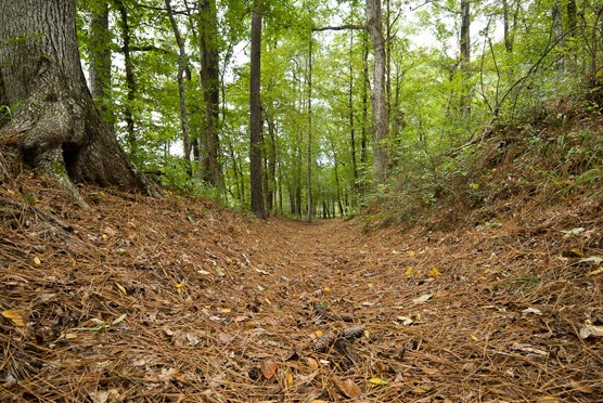 Mission Tejas State Park Mission Tejas State Park