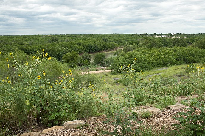 lot of lush green vegetation in front of a stream crossing