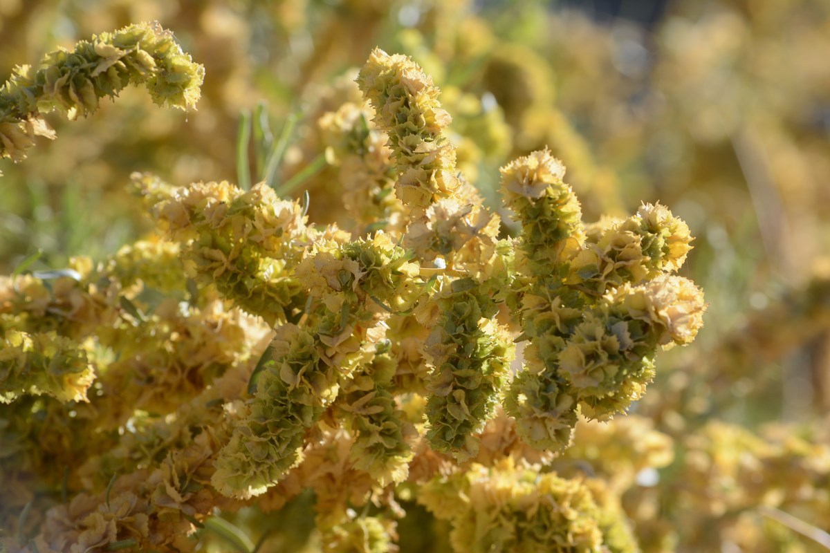 Las ramas de un arbusto llenas de cápsulas con alas apergaminadas de color amarillo.