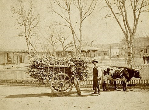 Historical photo of an oxen wagon at Santa Fe Plaza