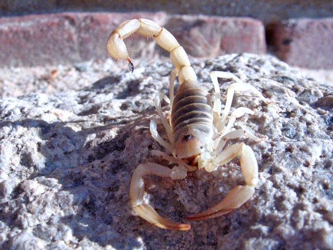 Un alacrán  en cima de una roca.