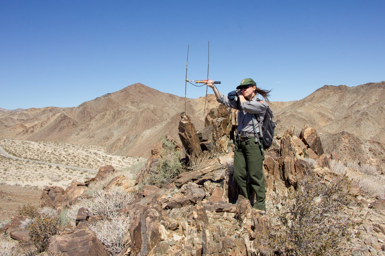 Una guardaparque aguantando un sistema para buscar las tortugas del desierto.