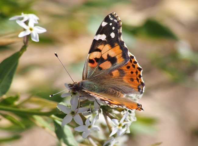 Una Mariposa Pintada en cima de unas flores blancas.