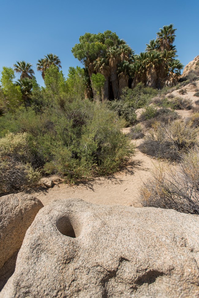 Un mortero de piedra creado al lado de un oasis lleno de palmas altas y vegetacion.