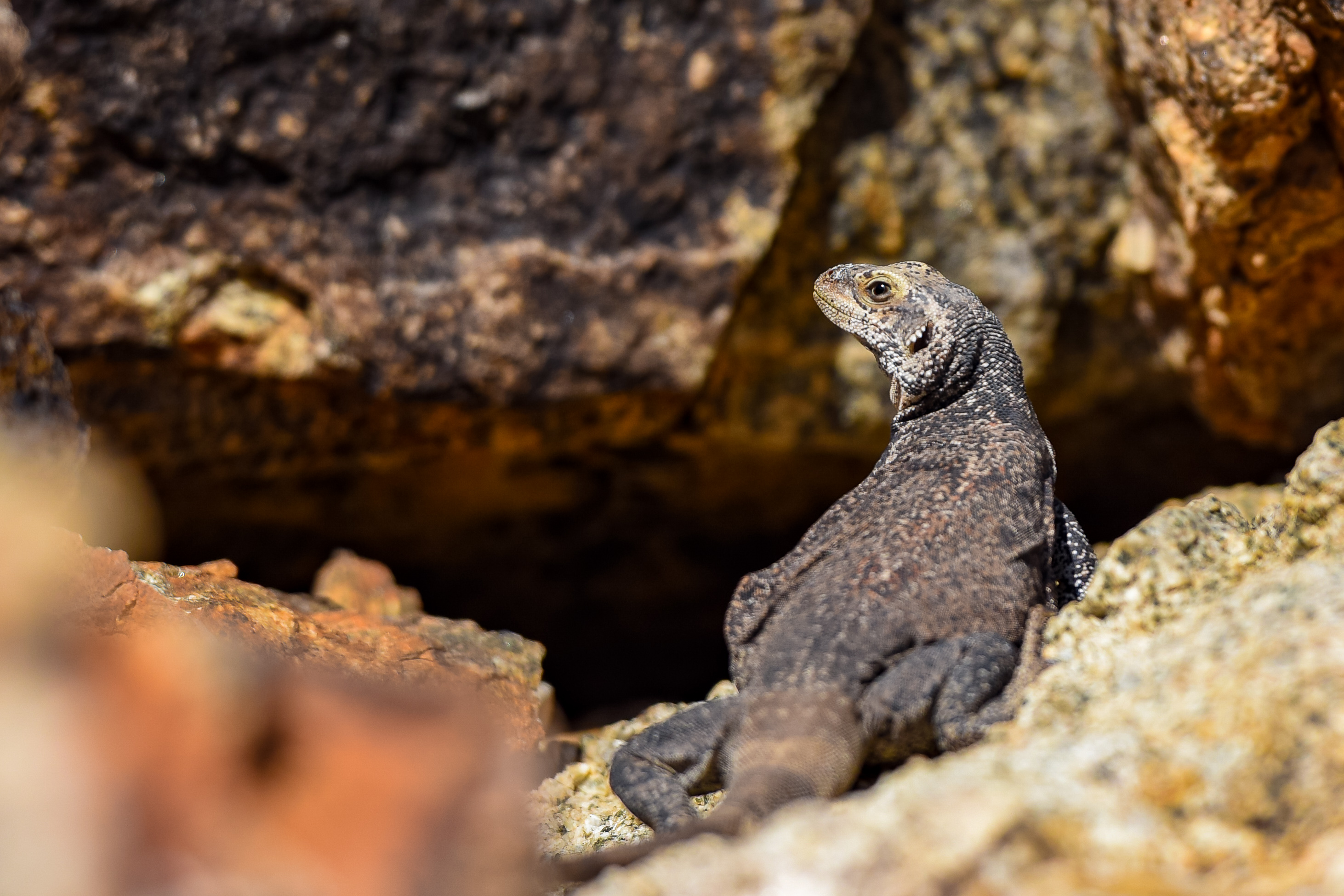 Reptiles - (U.S. National Park Service)