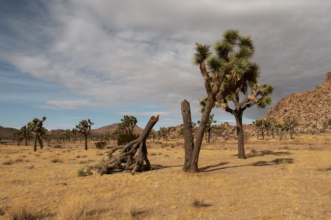 Split Joshua tree on a cloudy day.