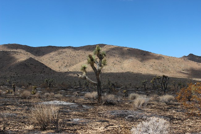 Un paisaje desértico quemado con un árbol de Joshua vivo en el medio.