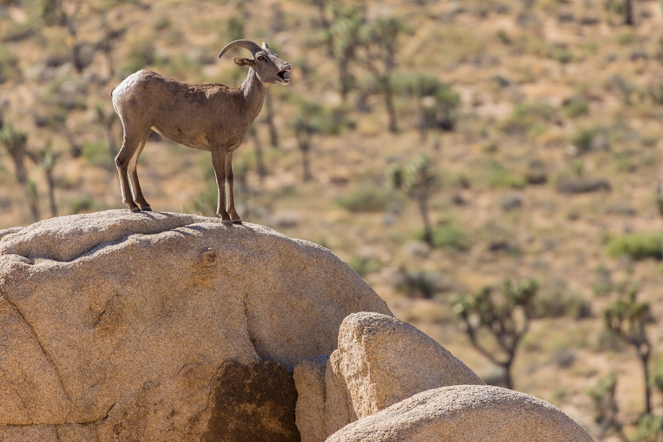 Bighorn Sheep en la cima de una pila de rocas