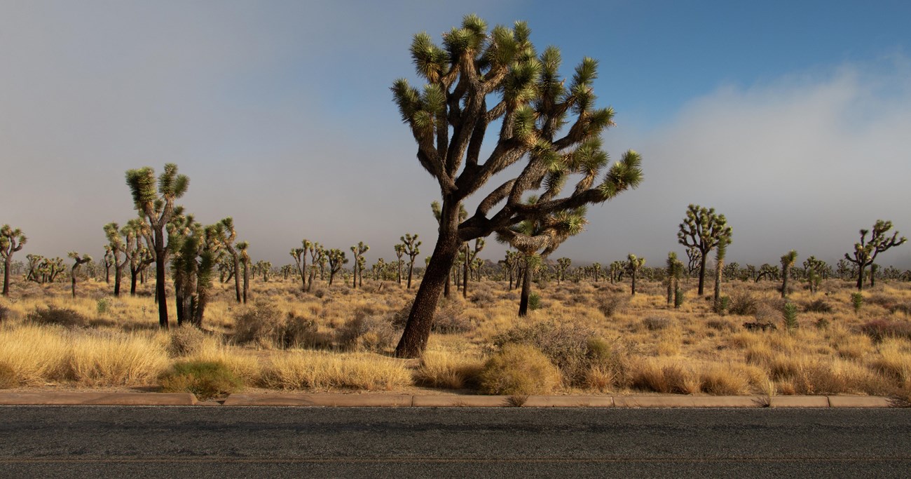 Joshua tree cerca del lado de la carretera en la niebla.