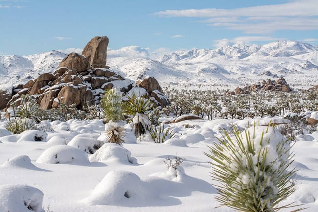 Grandes rocas y vegetación del desierto cubiertas de nieve con montañas cubiertas de nieve y un cielo azul.