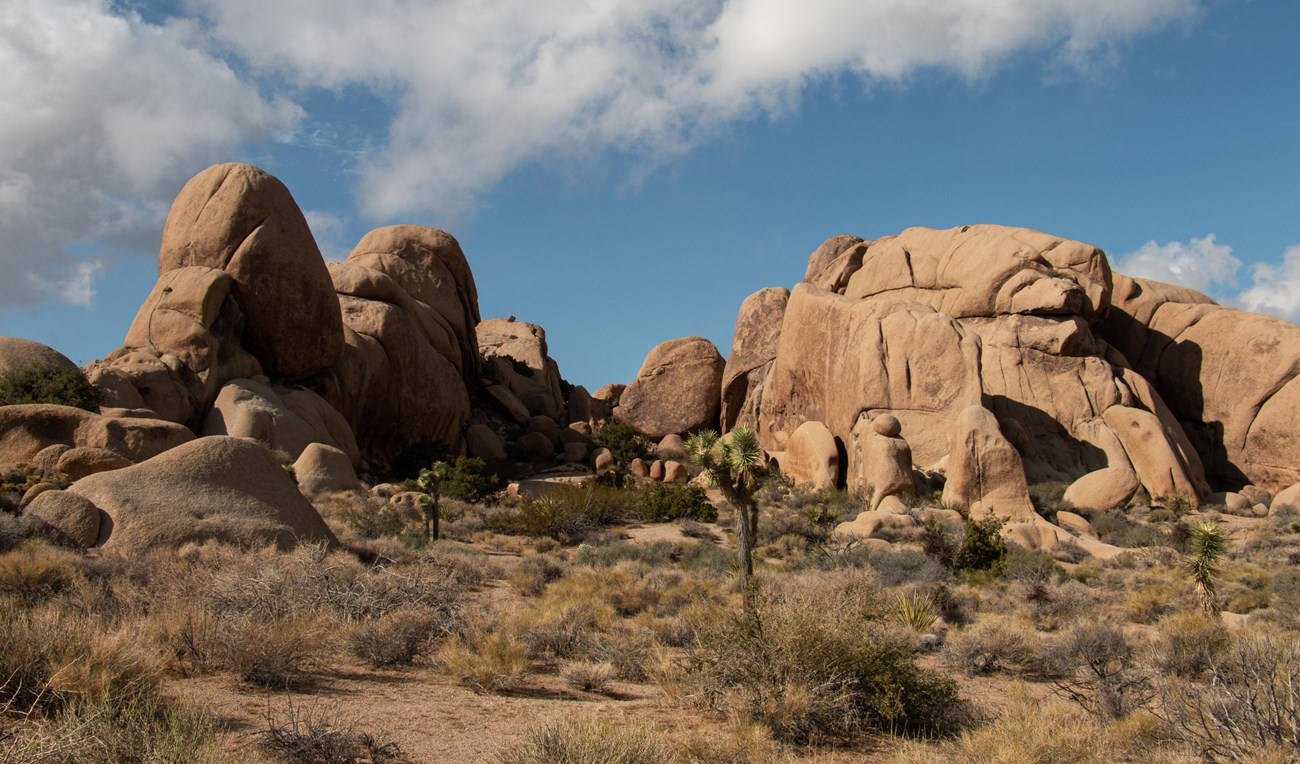 Joshua trees con grandes rocas y fondo nublado.