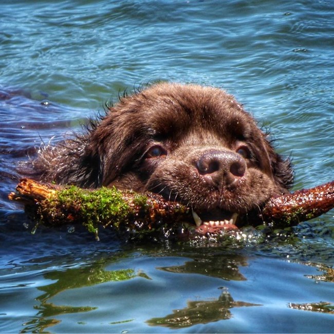 Newfoundland dog swimming with a stick in his mouth
