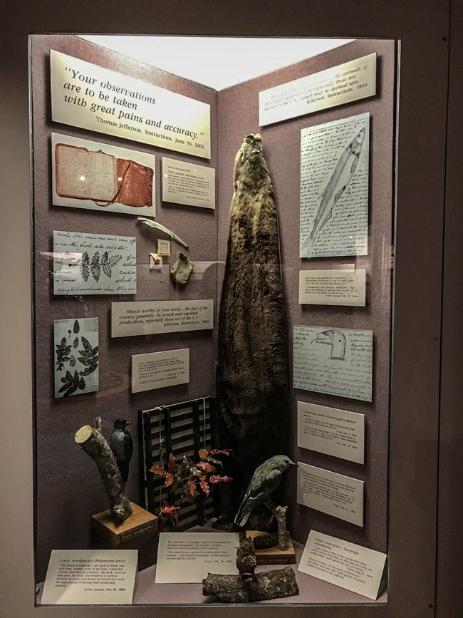 La exhibición de los observaciónes incluyendo una piel de la nutria marina y formas de pajaros y dibjuos de los diaros de los capitánes