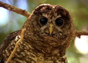 Un búho con plumas moteadas de blanco y castaño y con ojos negros brillantes.