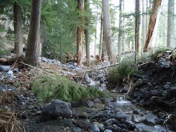 Grandes rocas y árboles caídos llenan el espacio entre los árboles de un bosque, con las aguas aún fluyendo sobre las rocas.