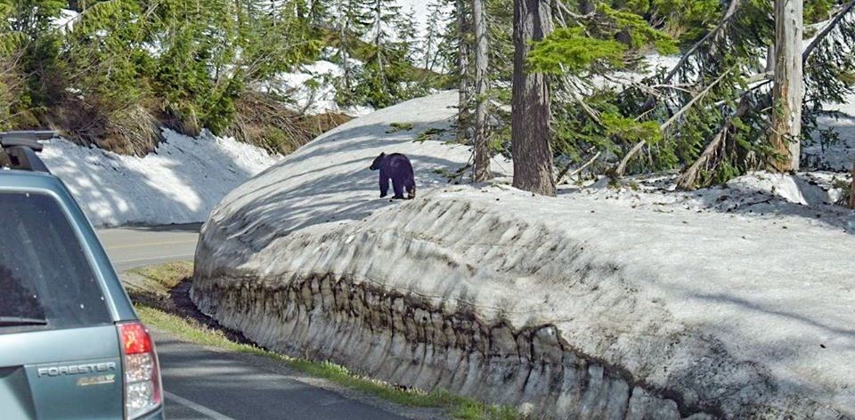 Un oso camina sobre un banco de nieve junto a una carretera mientras que un automóvil circula en su proximidad.