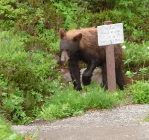 Un oso negro camina junto a un cartel en un sendero.