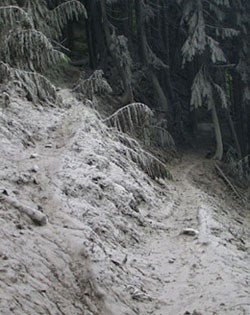 Sedimento gris enlodado cubre plantas, árboles y un sendero.