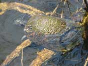 Turtle in water