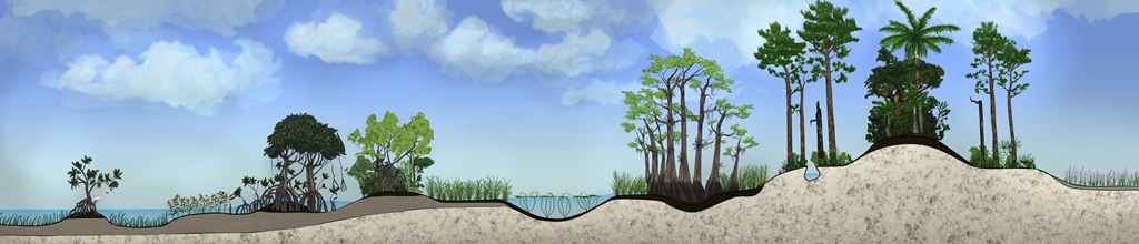 EVER habitat video icon