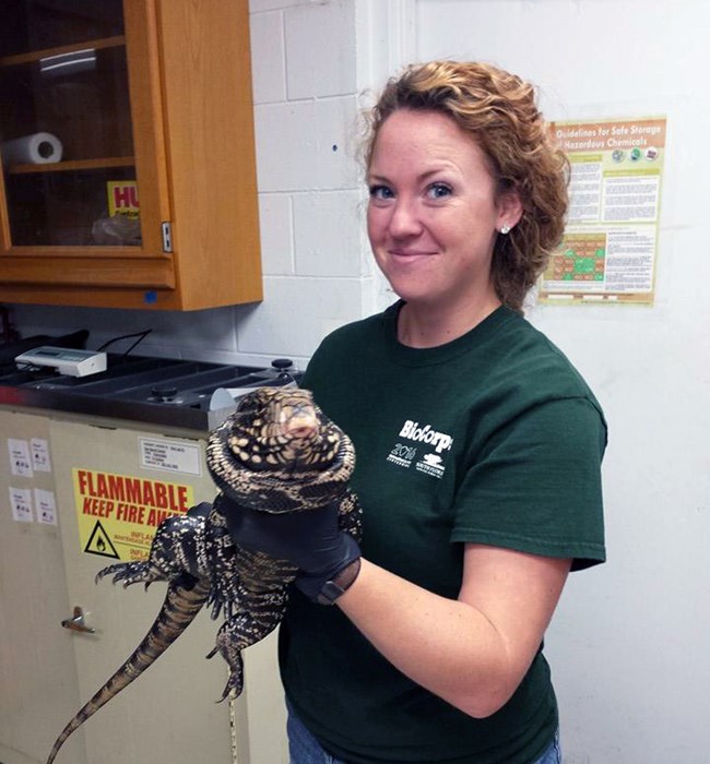 A BioCorps Intern holding an invasive tegu lizard