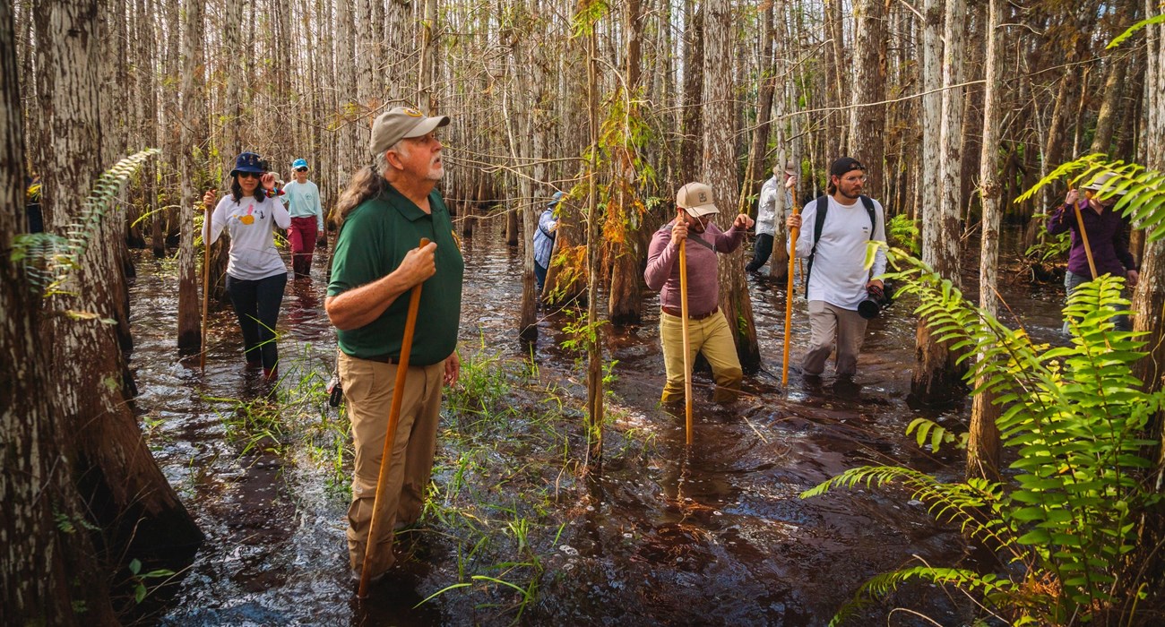 A Volunteer leads a group on a wet hike through a cypress dome.