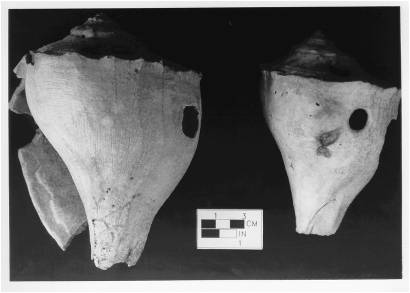Shell tools