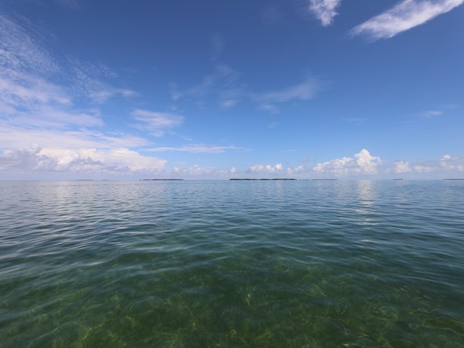 The seagrass covered bottom of Florida Bay seen through clear, turquoise waters.
