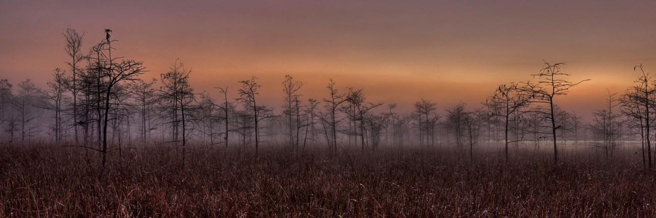 Dwarf cypress trees standing in a sawgrass prairie with a thin layer of fog in the background.