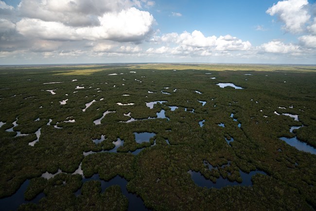 Aerial view of the Everglades. Dense green islands of vegetation surrounded by water. Big, white clouds in the background.