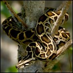 Burmese Python