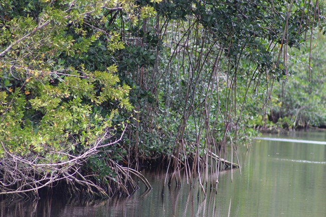 Red mangrove trees standing in calm water