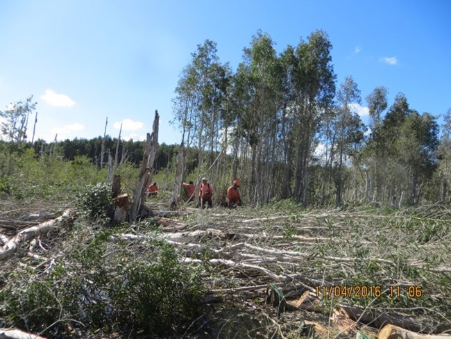 Melaleuca