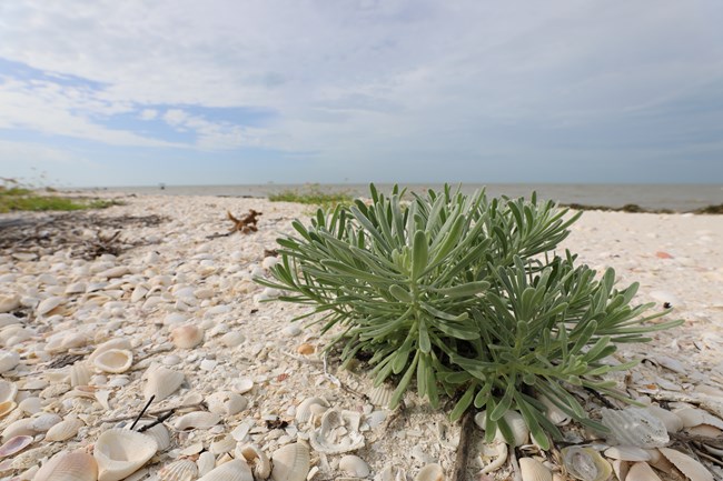 A close-up of a small green plant on a beach with shells. A body of water and a blue sky in the background.