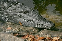 Head of an American Crocodile