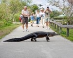 gator at anhinga trail thumb