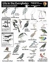 Everglades ID Sheet