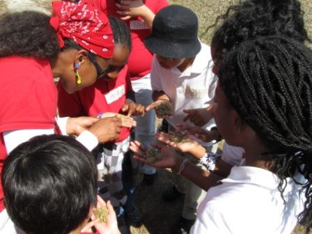 Students touching periphyton algae