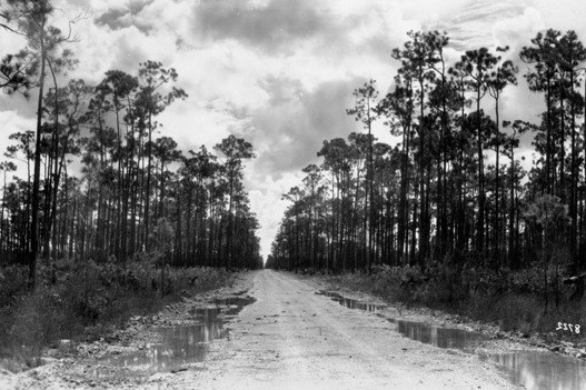 Road through pinelands