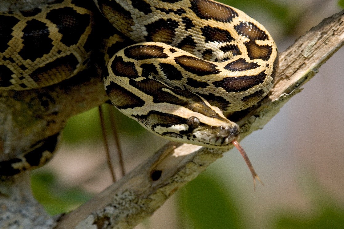 When Was the Burmese Python Introduced to America?