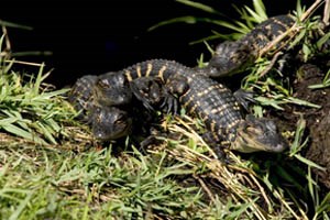 Baby Alligators
