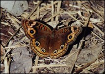 Common Buckeye