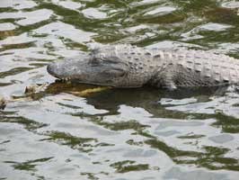 Alligator with it's eyes closed.