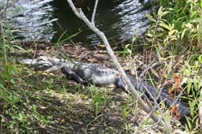 American Alligator
