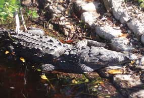 American Crocodile