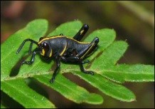 Immature Lubber grasshopper