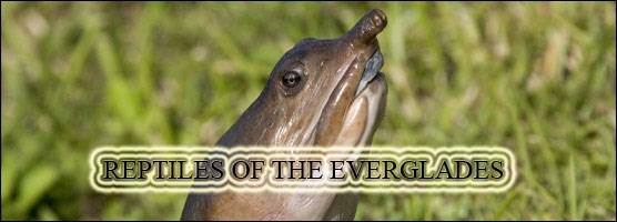 The Wild Life of Wildlife - Everglades National Park (. National Park  Service)
