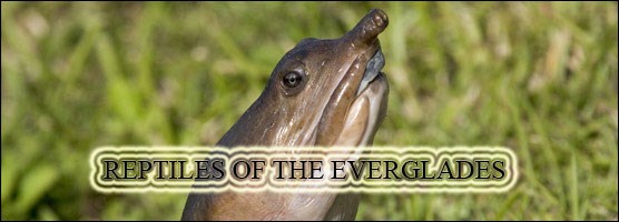 The Wild Life of Wildlife - Everglades National Park (. National Park Service) The Wild Life of Wildlife - Everglades National Park (. National Park Service)