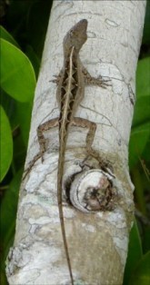 Brown anole